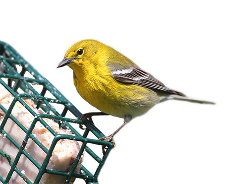 Suet Plus No Melt Peanut Dough